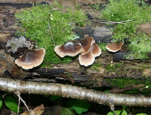 Lentinellus?